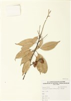 藏品(子彈石櫟)的圖片